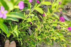 满天星的生长环境条件及特点（探究满天星的适生环境、生长要素和特点）