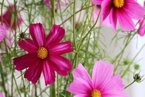 秋天的格桑花开放之谜（揭秘高原上秋季开放的神秘之花）