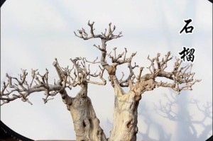 如何正确修剪以盆裁果石榴（宝贵秘诀帮您打造美丽多果石榴）