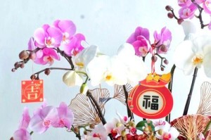 兰花风水禁忌与摆放位置详解（让你知道兰花的“禁忌”摆放位置及风水讲究）