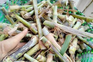 甜象草与皇竹草的区别（从特征、用途、生长环境等方面进行比较）