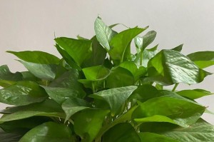 绿萝的养护指南（打造健康繁茂的绿萝家园）