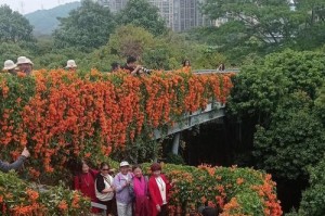 花草摆放艺术（探索花草摆放的艺术和技巧，打造室内外的绿色乐园）