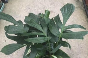 麒麟尾——独特美丽的植物（探秘麒麟尾的养殖技巧与繁衍要点）