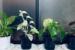 荷叶椒草的养护技巧（打造宜人的荷叶椒草生长环境，让你的植物茁壮成长）