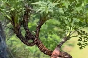 微观盆栽小树的繁殖方法与技巧（了解小树繁殖的关键，让你的盆栽成长更加多样化）