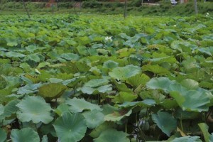 如何选择莲藕种植的最佳时间（种植莲藕的最佳月份、气候条件、土壤要求以及其他注意事项）