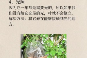 遇上缺水，花叶也打蔫了吗？（探究植物缺水对花叶的影响及应对方法）