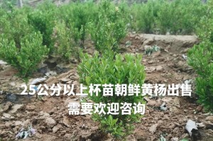 杨树苗的种植时间及方法（合适种植时间和关键点）