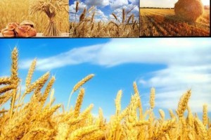 认识麦草（了解麦草的栽培、特点及用途）