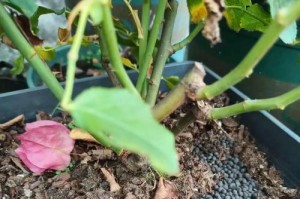 打造美丽花园的秘密（月季栽植技巧与注意事项）