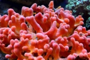 探秘海洋之神奇植物世界（海底植物的种类、特点与生态）