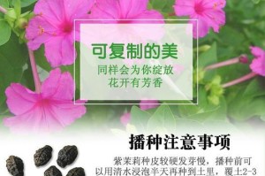 以夜来香花怎么种