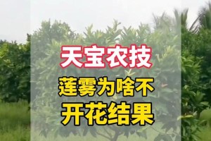 莲雾的生长与结果（多久才会开花结果，莲雾树的养护方法与技巧）