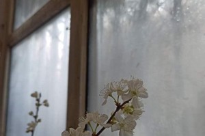 榴莲的开花结果时间（探究榴莲开花结果的因素及影响）