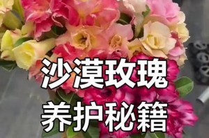 沙漠玫瑰的栽培与护理（打造沙漠中的花海）