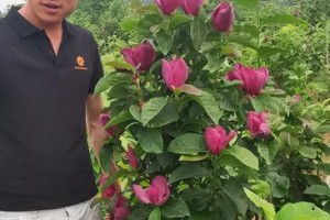 红玉兰盆栽的养护与繁殖（打造家中的花园世界——红玉兰的盆栽技巧和繁殖方法）