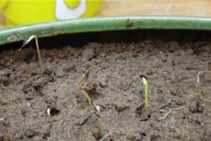 紫斑牡丹种子的种植与护理（如何成功种植紫斑牡丹？）