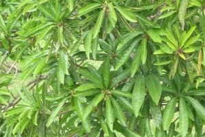 鸡蛋果的生长环境和生长地方（探究鸡蛋果的生存条件和分布范围）
