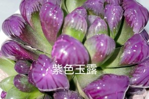 玉露绽放，一场春之舞（从花苞到绽放，玉露变身的奇妙过程）