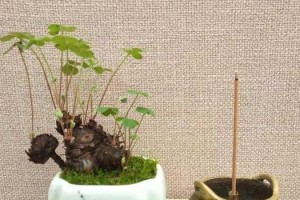 三叶草有毒吗？（室内养护须知及如何保护自己）