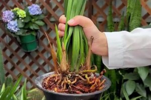 探究兰花烂根后的恢复方法（重视兰花健康，拯救烂根困境）