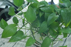 如何有效防治绿箩长马陆虫（掌握关键方法，保护植物生长）