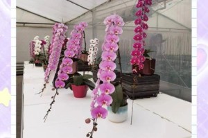 兰花烂根如何促生根？（探索兰花烂根的根源和有效的促根方法）