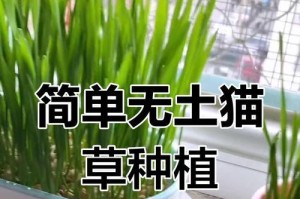 如何种植猫草种子（从选购到养护，全面解析猫草种子的种植方法）