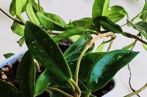 探究球兰掉叶子的原因及应对方法（球兰掉叶子的主要原因、球兰掉叶子的影响和如何防止球兰掉叶子）