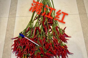 满江红是一种什么植物？（了解满江红的生物特征和栽培技巧）