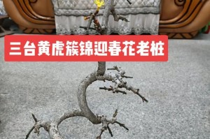 迎春花换盆必知！（如何正确换盆以确保迎春花的生长？）