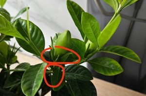 冬季栀子花花苞不开的原因及解决方法