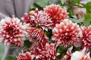 冬季养殖大丽花的秘诀（让大丽花在寒冷的冬天依然盛开）