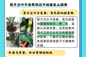 君子兰枯萎了如何恢复？（保持湿润，提供适当的光照和营养，合理修剪）