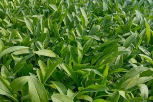 松果菊花开完后的护理与处理方法（如何保养和利用松果菊花及其开花后的花朵）