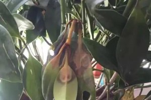 灰莉叶子蔫的原因及救治方法（揭开灰莉叶子蔫的真相，科学有效地拯救您的植物）