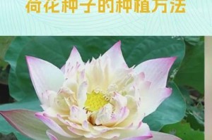 大荷花种子的种植方法——打造美丽庭院的秘密武器（简单、快速、成功！让您的庭院绽放大荷花的美丽）