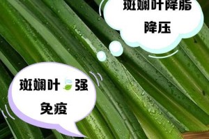 斑斓叶（探秘斑斓叶的种类和特点）