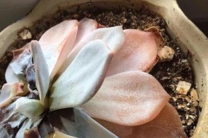 八千代根烂了怎么办？（养护技巧让八千代根回春）