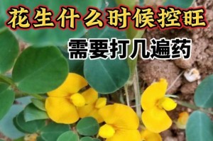 花生种植月份详解（掌握种植季节，轻松丰收）