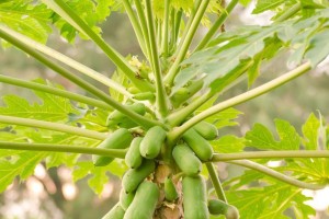 木瓜种子的种植方法（从萌芽到成熟，一步步教你如何种植木瓜）