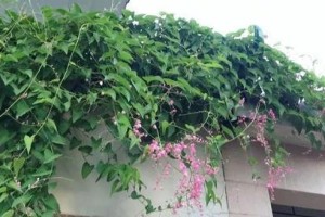 珊瑚藤养护指南（打造美丽生态环境，从珊瑚藤开始）