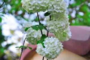 绣球花在冬天为什么会死？（寒冷与缺水是绣球花冬季死亡的主要原因）