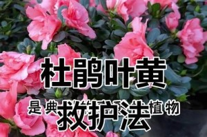探究花儿叶子发黄的原因及解决方法（以提供充足阳光和适当施肥为关键解决途径）