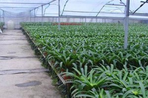 无地花卉种植的解决方案（在城市中种植花卉的创新方式）