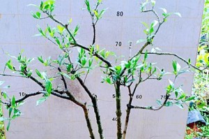 种植小叶栀子花的技巧与方法（如何使小叶栀子花健康生长）