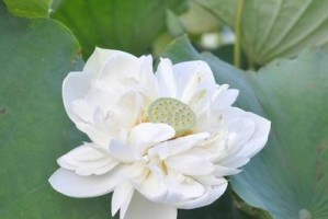 莲花——至净之花（探秘莲花的种类、文化与象征）