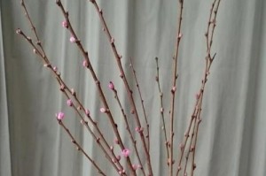如何养好桃花（掌握关键技巧，打造美丽花园）