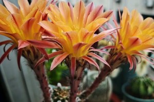 如何养护千人球花？（打造迷人的千人球花园，享受花海的美好）